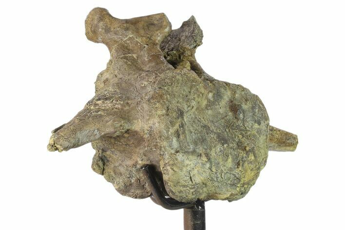 8.5" Ankylosaur (Denversaurus) Caudal Vertebra - Montana
